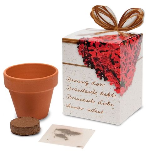 Flower in pot - Gift box - Image 2